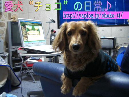 日本宠物狗姓名调查 您知道日本的狗狗都叫什么吗？！
