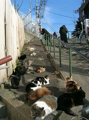 猫咪天堂——日本田代岛