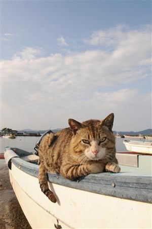 猫咪天堂——日本田代岛