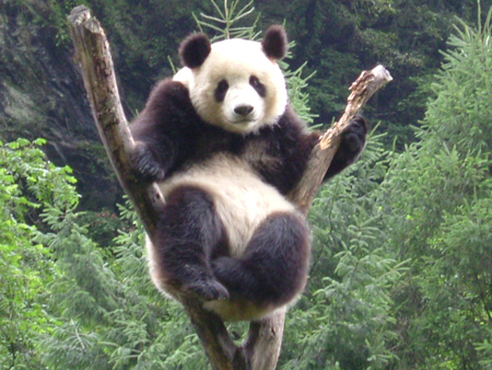 日本地震灾区仙台市有意向中国租借熊猫
