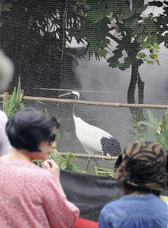 北海道丹顶鹤在台北动物园展出