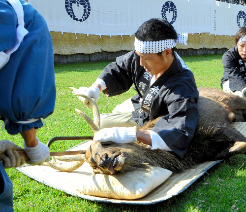 奈良公园秋季传统活动正式开始 防止鹿角伤人将之切除
