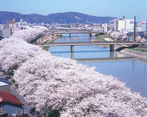 足羽河滩日本第一樱花隧道