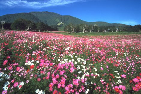 黑姬高原(大波斯菊园)