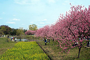 茨城县推荐观光景点之春季篇
