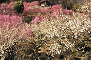 茨城县推荐观光景点之春季篇