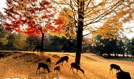 日本红叶——秋之物语