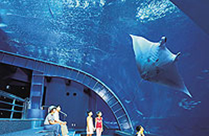 冲绳美之海水族馆