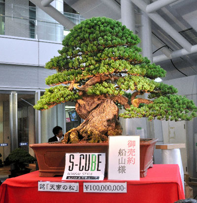 【天价商品】日本一盆盆景松价值1亿日元