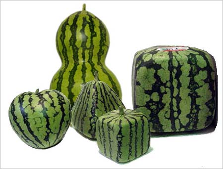 日本西瓜盛宴——千奇百怪的西瓜