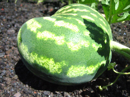 日本西瓜盛宴——千奇百怪的西瓜