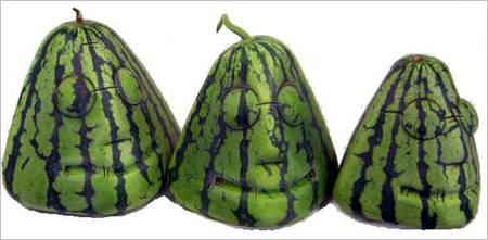 日本西瓜盛宴——千奇百怪的西瓜