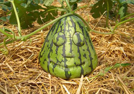 日本西瓜盛宴——千奇百怪的西瓜