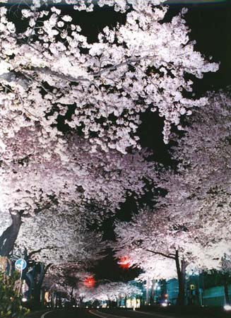 日立樱花节和日立风流物