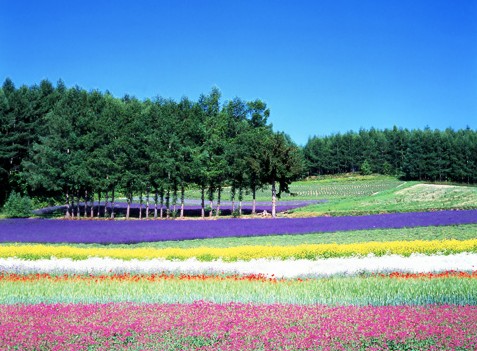 沉醉在沁染山丘和天空的花朵中 北海道花之海洋图文大盘点