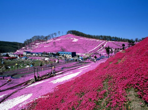 沉醉在沁染山丘和天空的花朵中北海道花之海洋图文大盘点 日本通
