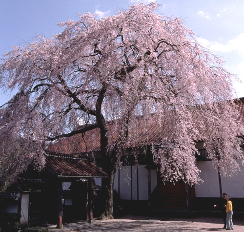 极乐寺