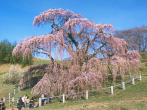 春季的魅力福岛----浪漫樱花之旅