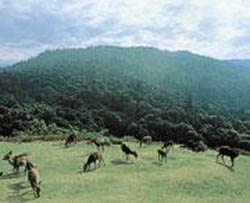 春日山原始林