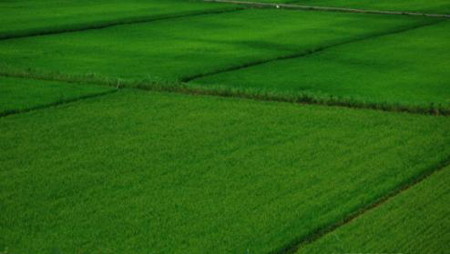 日本乡间的稻田美景