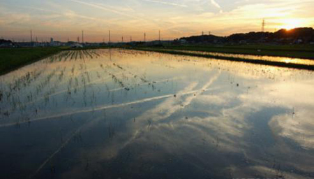日本乡间的稻田美景