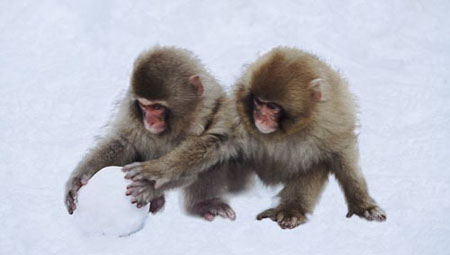 日本冬日迎雪 顽皮雪猴也疯狂