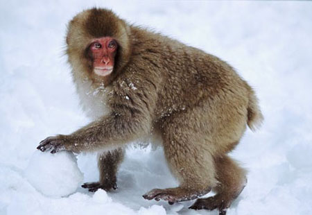 日本冬日迎雪 顽皮雪猴也疯狂
