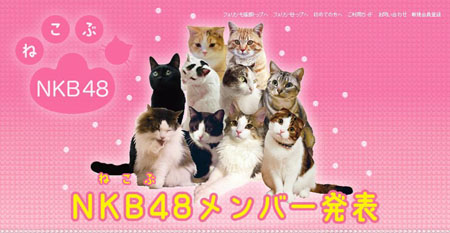 AKB48引领风潮 猫咪版NKB48正式登场
