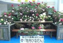 松江大根岛牡丹节
