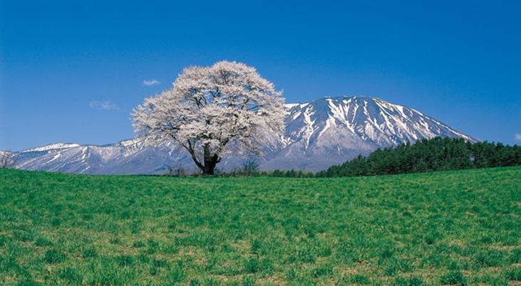 小岩井一棵樱（雫石町）