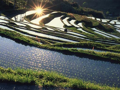 大山千枚田