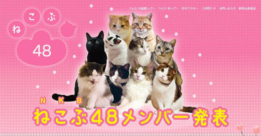 日本推出猫咪组合——NKB48萌翻天