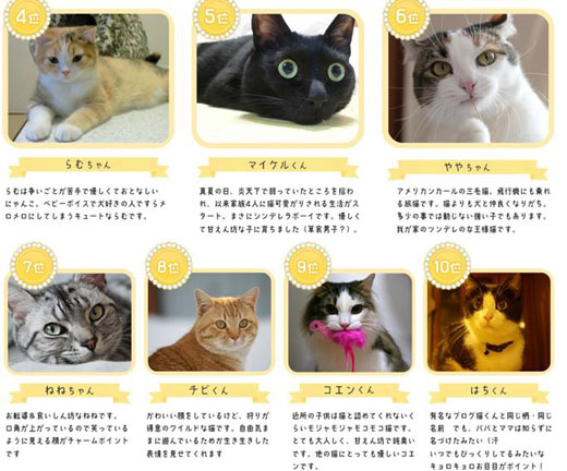 日本推出猫咪组合——NKB48萌翻天
