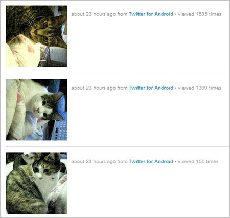日本一网友上网为9只猫征集饲主 若找不到将让猫安乐死