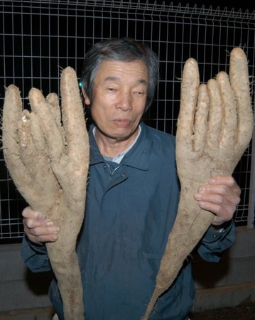 府城阳市上班族黑川佳一在自家的菜园中收获了2个长有5根手指的山药