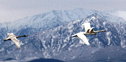 富士雪峰白天鹅飞舞 冬季富士山再添优雅美景