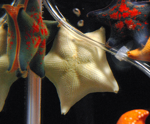 圣诞将至 日本鸟取市螃蟹水族馆中忽现雪白海星