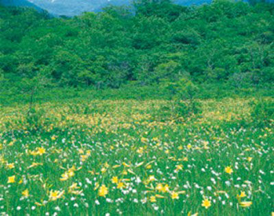 山谷湿地原生态花园