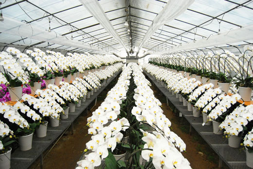 日本Motegi洋兰园将在台湾栽培洋兰 开拓亚洲富裕阶层市场