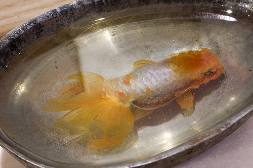 日本艺术家深堀隆介创作树脂金鱼画 宛如真鱼震撼全球