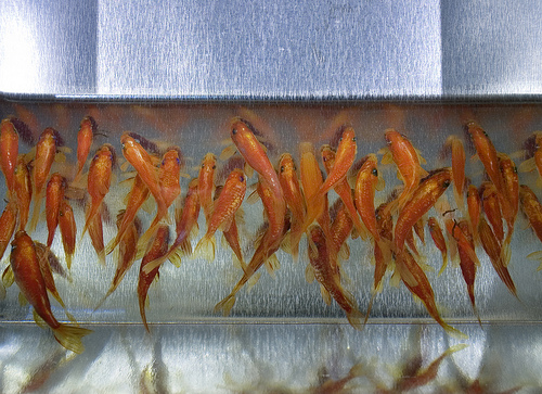 日本艺术家深堀隆介创作树脂金鱼画 宛如真鱼震撼全球