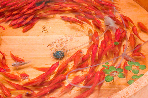 日本艺术家深堀隆介创作树脂金鱼画 宛如真鱼震撼全球