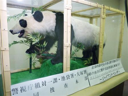 在日中国人因涉嫌贩卖大熊猫标本被日本警方逮捕
