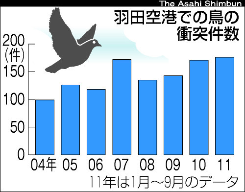 东京羽田机场近年来飞鸟撞飞机次数飙升1.6倍