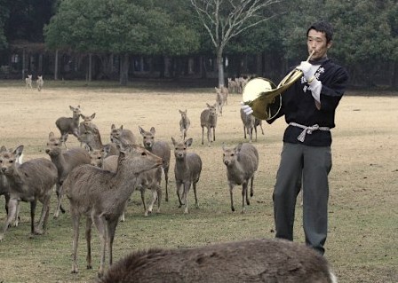 古都奈良公园：圆号唤来鹿精灵