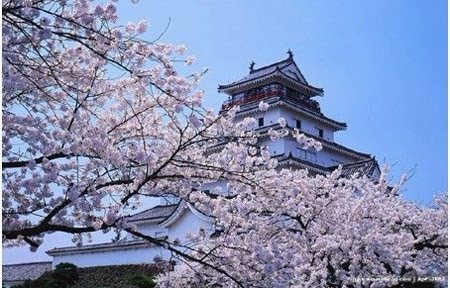 日本今年樱花预计开花时间或晚于往年