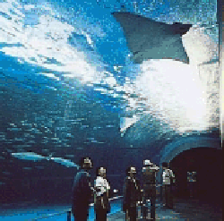 鹿儿岛水族馆