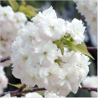 浪漫日本 不能错过的樱花雨