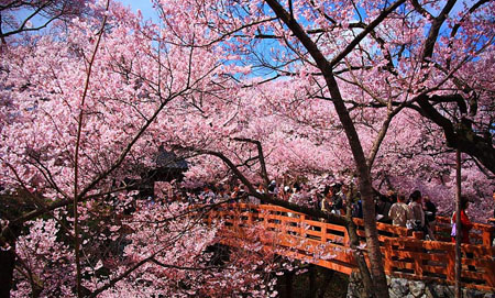 浪漫日本 不能错过的樱花雨