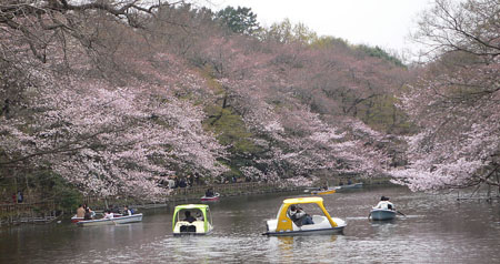 浪漫日本 不能错过的樱花雨